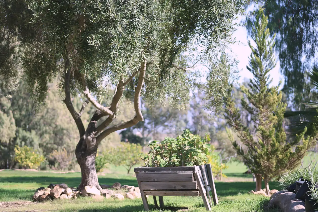 An old olive tree's shade on the grass