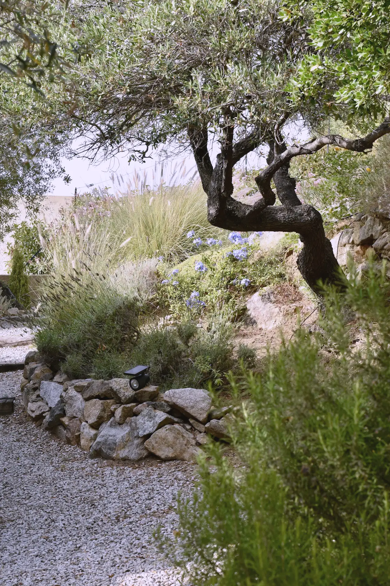 An olive tree and dry-stone walls